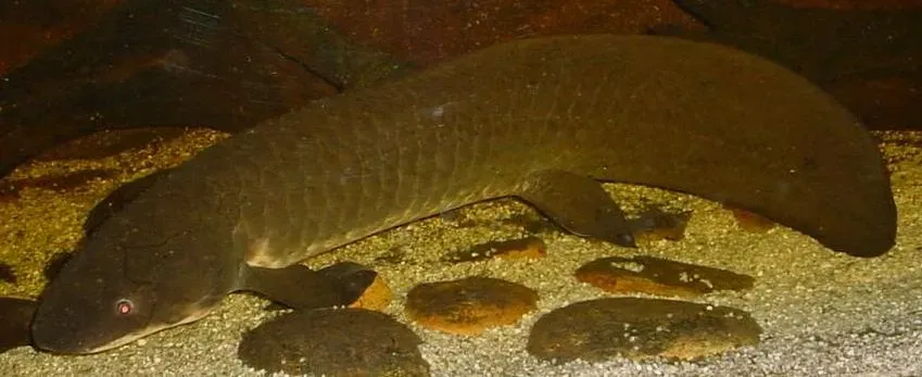 9. The Lungfish's Drought-Defying Dormancy (Picure taken by Tannin (from English wikipedia), CC BY-SA 3.0)