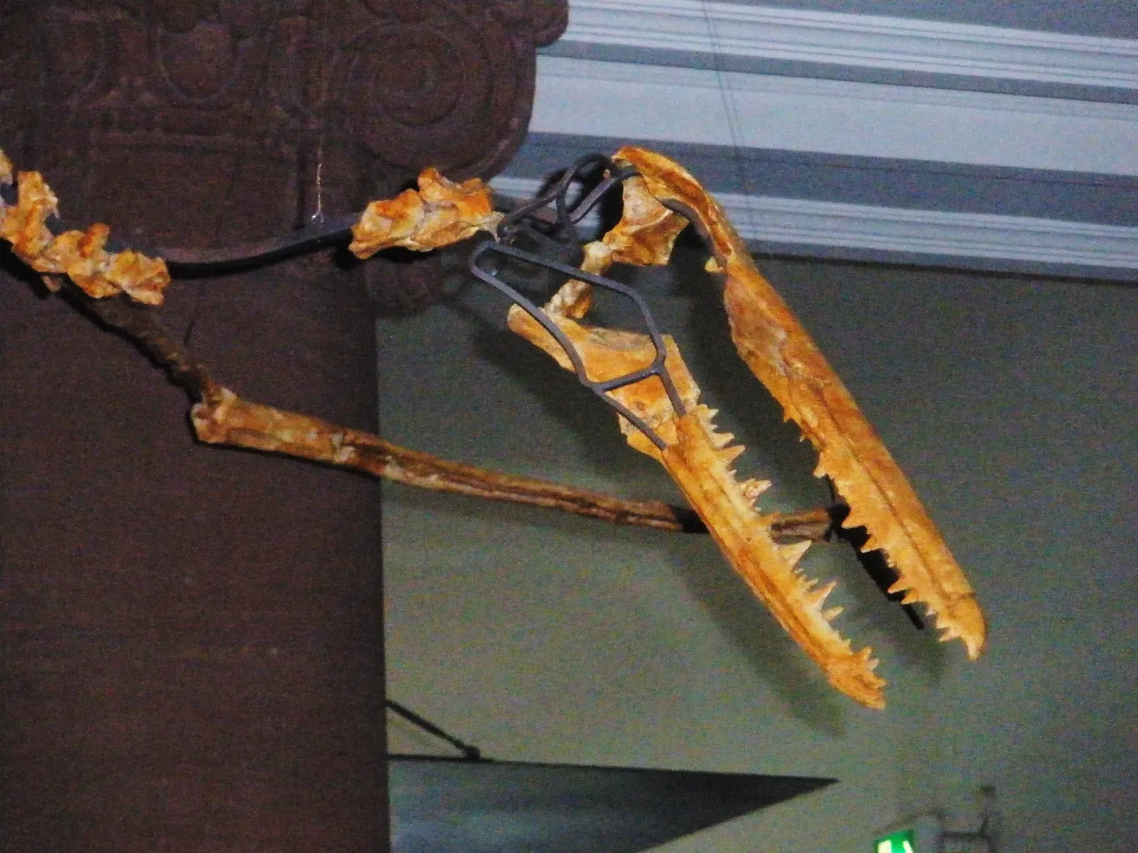 The Terrifying Teeth That Weren't Really Teeth (Image Credits: Wikimedia)