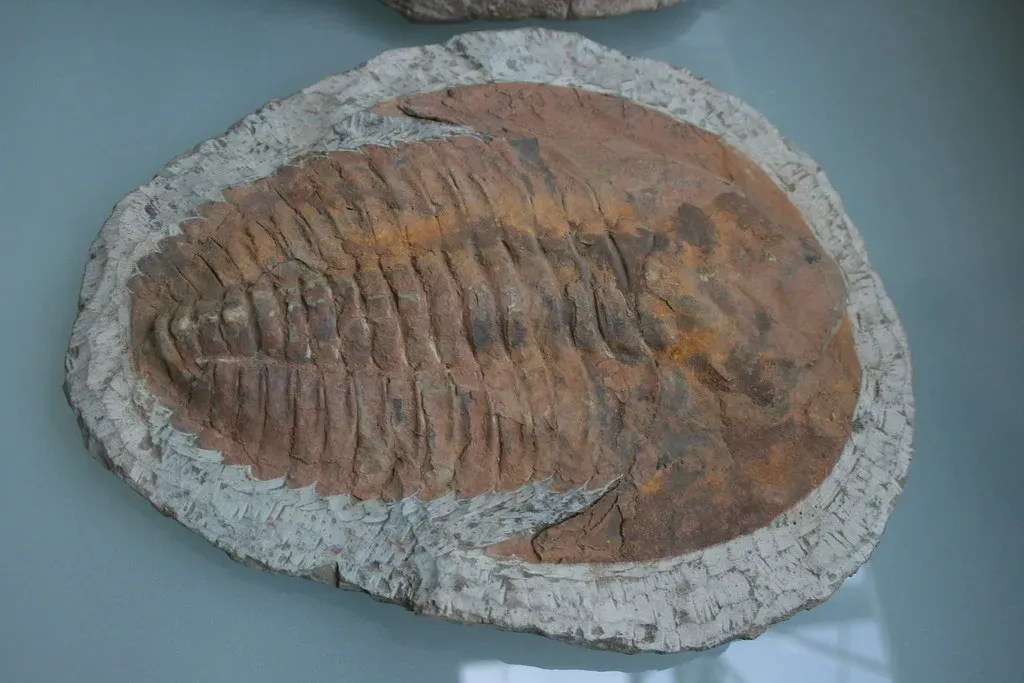 The Cambrian Explosion Wasn't as Sudden as You Think (Image Credits: Flickr)