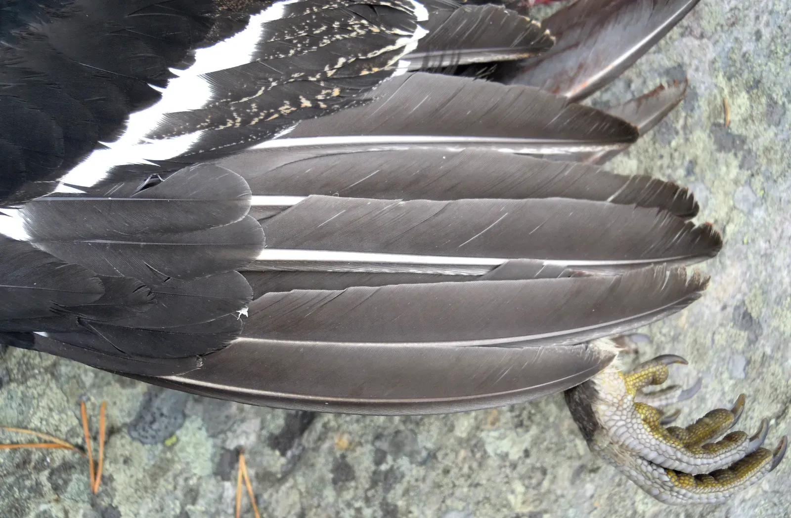 The Hidden Rules of Flight Feathers (Image Credits: Wikimedia)