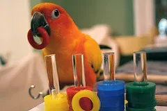 Mammals and Birds: The Most Convincing Non‑Human Conscious Minds (By Melanie Phung, CC BY-SA 3.0)