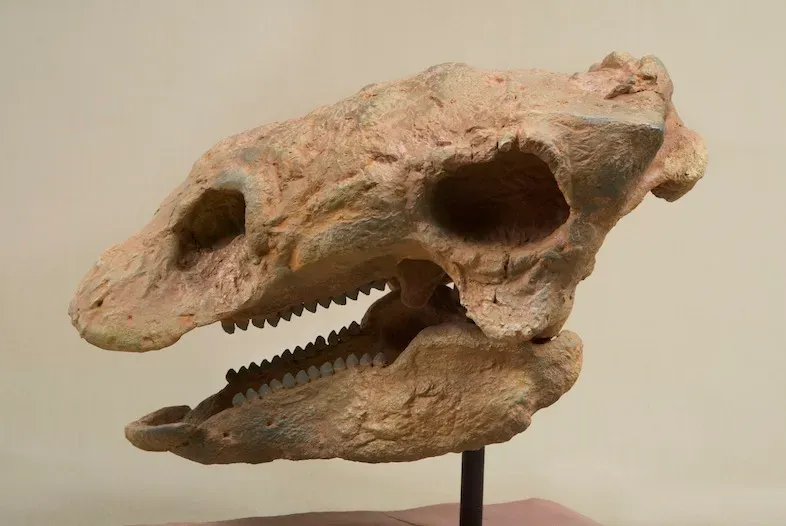 6. Its Head Was Small, but Its Sense of Smell Was Probably Impressive (Wendy Kaveney, CC BY-SA 3.0)