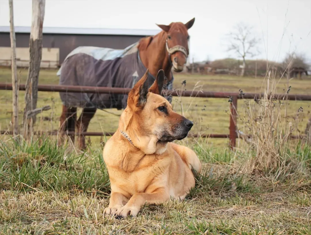 Dog: The Calming Presence That Brings Balance (Image Credits: Unsplash)