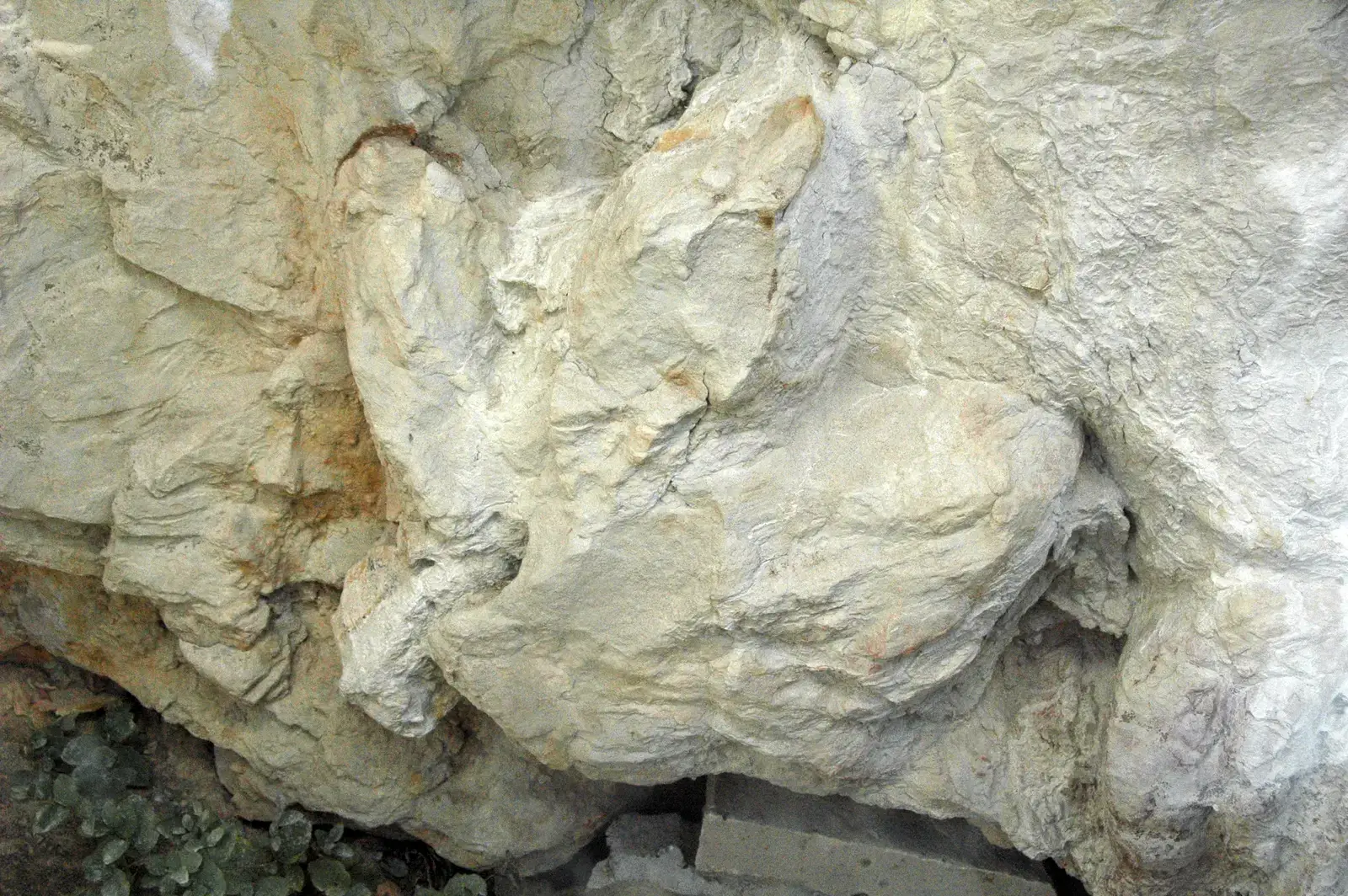 Tyrannosaurs as Social Predators: Stalking in Pairs (Image Credits: Wikimedia)