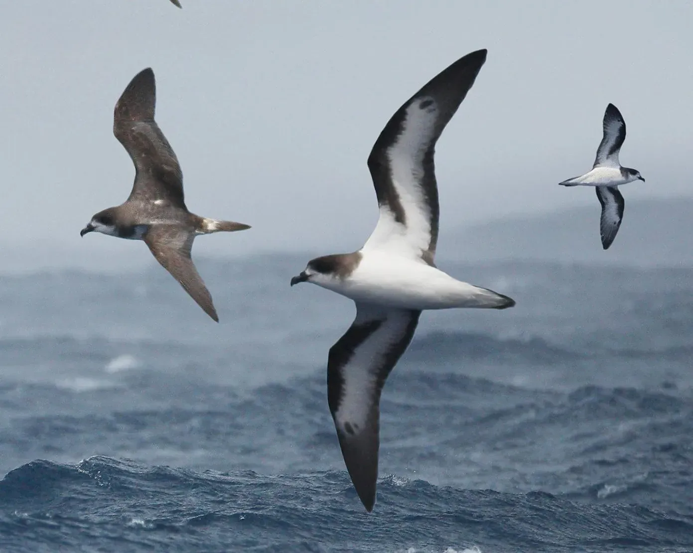 #14 - Bermuda Petrel: The Seabird That Returned After 300 Years of "Extinction" (Image Credits: Wikimedia)
