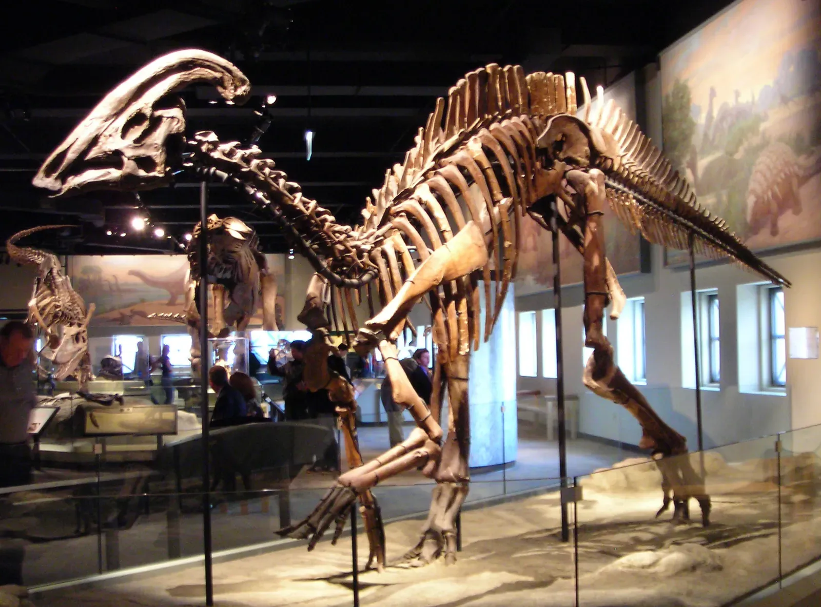 The Parasaurolophus: Nature's Original Trombone Player (Image Credits: Wikimedia)