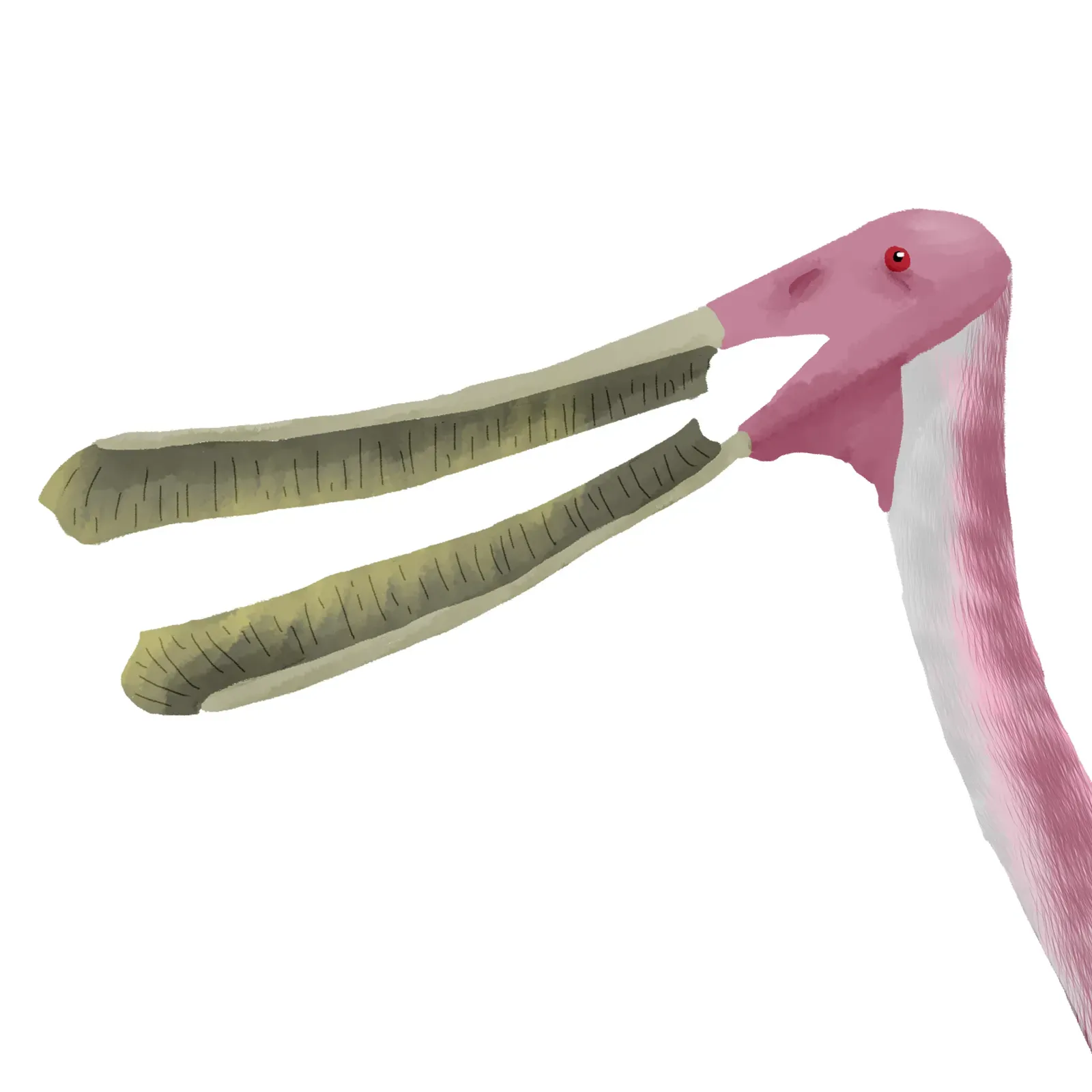 The Filter Feeders Nobody Expected (Image Credits: Wikimedia)