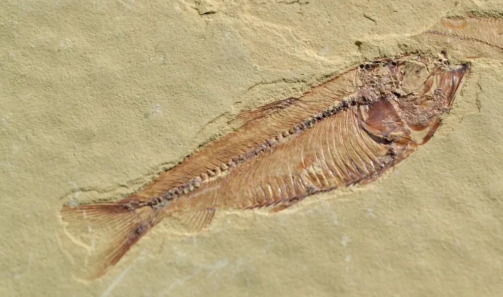 Ancient Seas and the Creatures Beneath Your Feet (conall.., Flickr, CC BY 2.0)