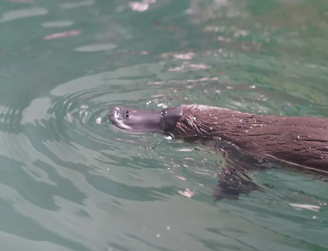#10 - The Platypus: A Mammal Lineage Older Than Most Mammal Groups Combined (Image Credits: Unsplash)