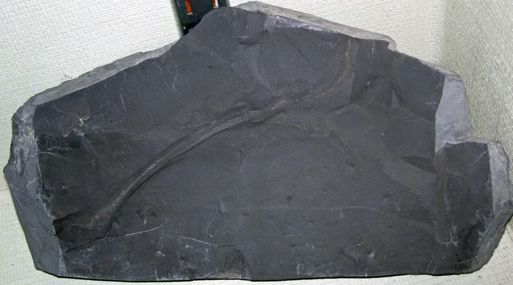7. Naturally Occurring Global Oil and Organic‑Rich “Black Shale” Factories (James St. John, Flickr, CC BY 2.0)