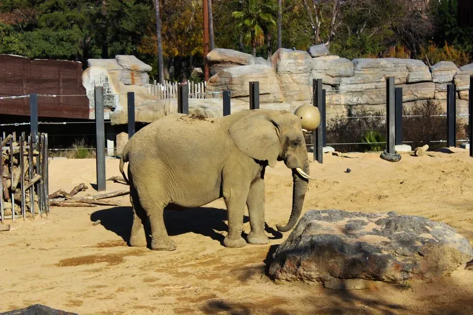 #2 - Zoo Elephants Were "Living Long Lives," Except the Data Was Backwards (Image Credits: Pexels)
