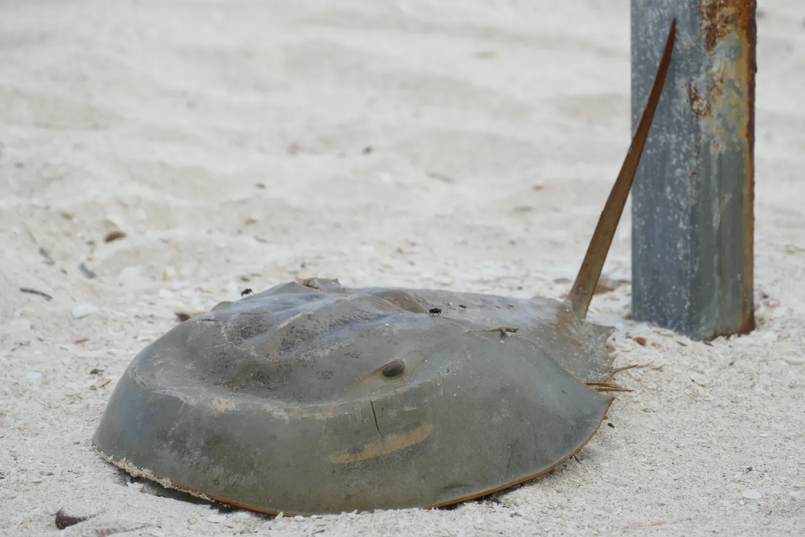 Horseshoe Crabs: The Armored Time Travelers of the Shore (By Bernard DUPONT, CC BY-SA 2.0)