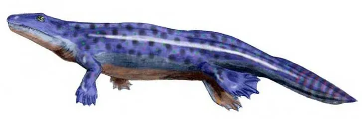 #3 – Fish Grew Legs and Became the First Tetrapods (By ArthurWeasley, CC BY 2.5)