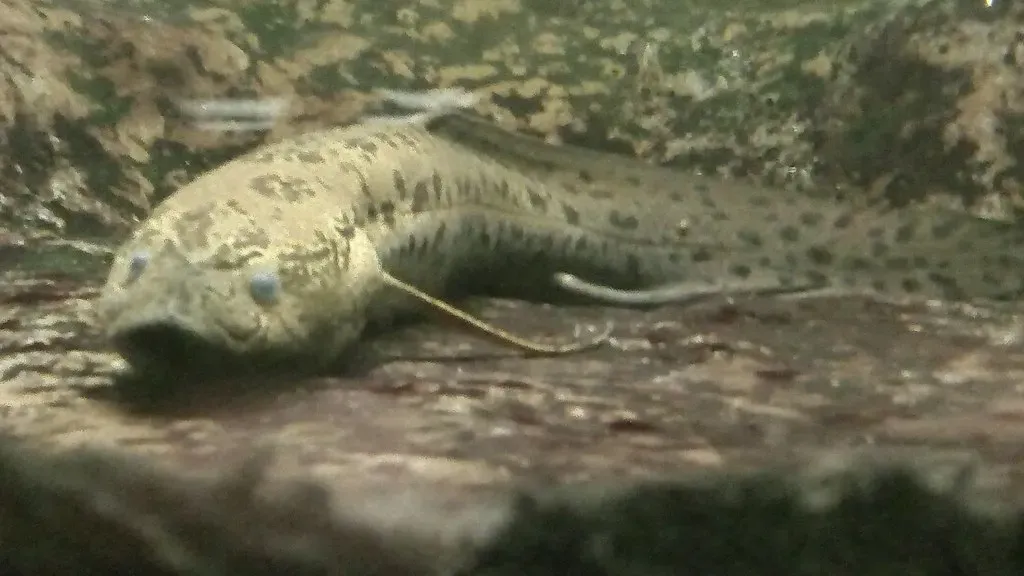 Lungfish: Ancient Survivors Living Between Two Worlds (edenpictures, Flickr, CC BY 2.0)