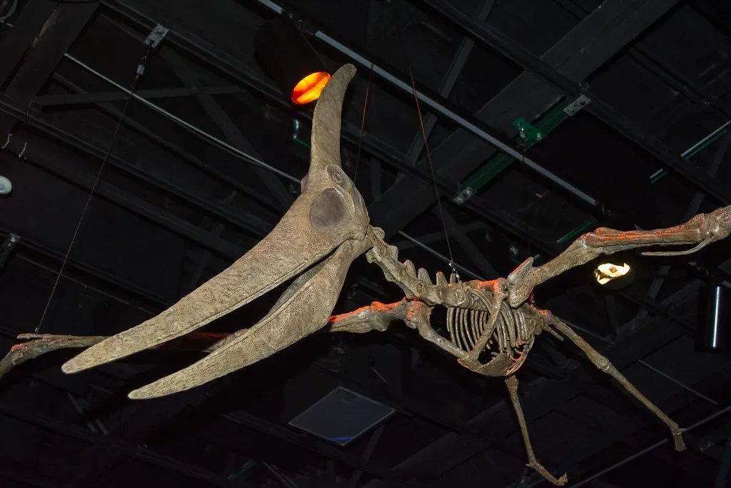 The First Vertebrates to Conquer the Air (Image Credits: Flickr)