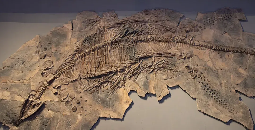 Rocks, Fossils, and Models: How Scientists Reconstruct This Lost World (Image Credits: Unsplash)