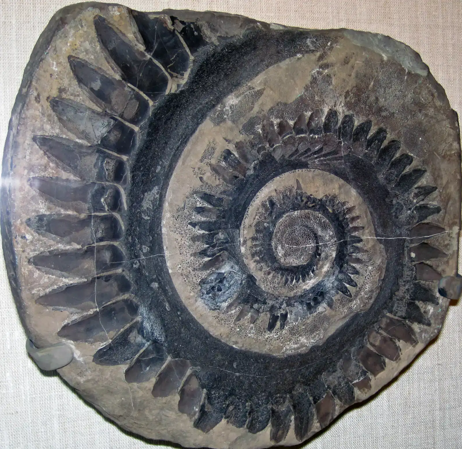 Helicoprion: The Shark With a Buzzsaw for a Jaw (By James St. John, CC BY 2.0)