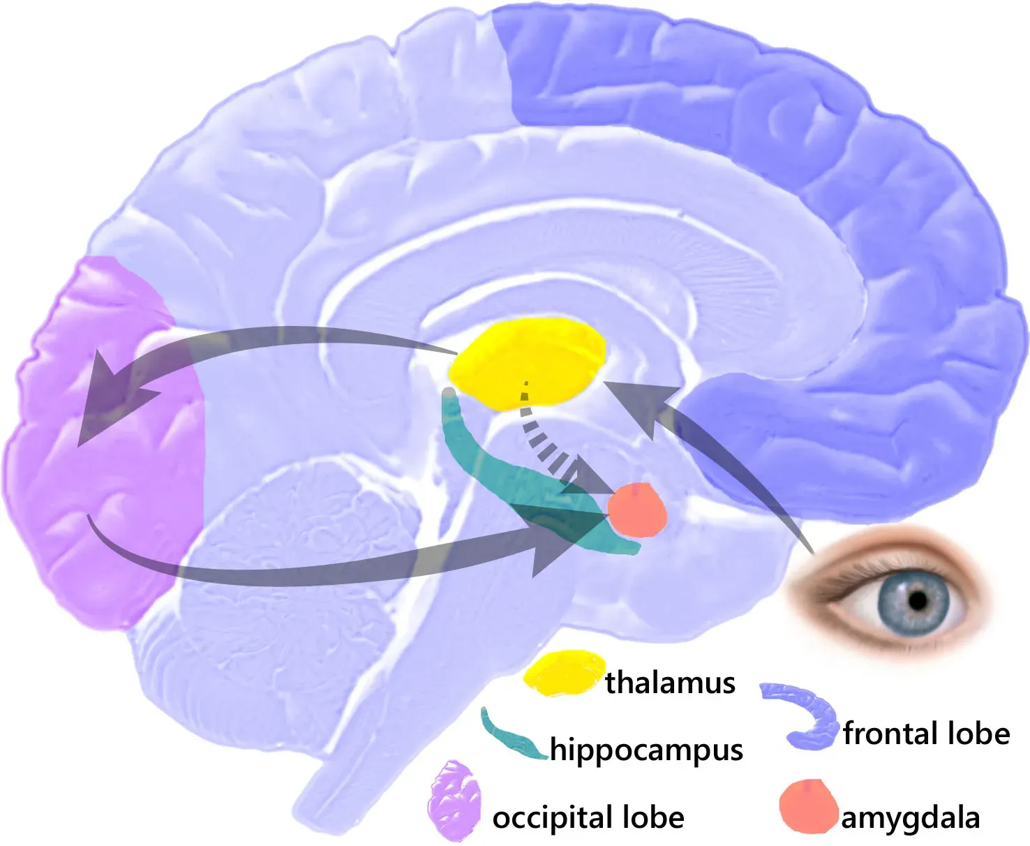 The Amygdala: Your Ancient Alarm Bell (By ManosHacker, CC BY-SA 3.0)