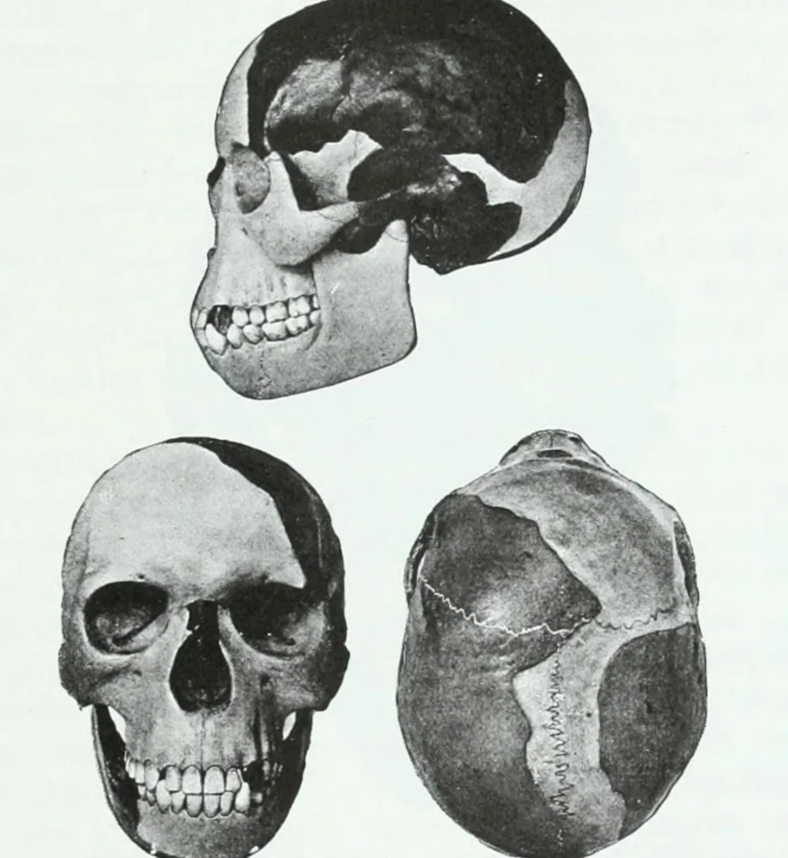 #13 - The Piltdown "Dawn Ape" That Fooled the World (Image Credits: Wikimedia)