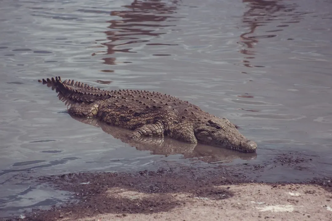 The Crocodile: A Living Time Capsule of Dinosaur Ambush Tactics (Image Credits: Unsplash)