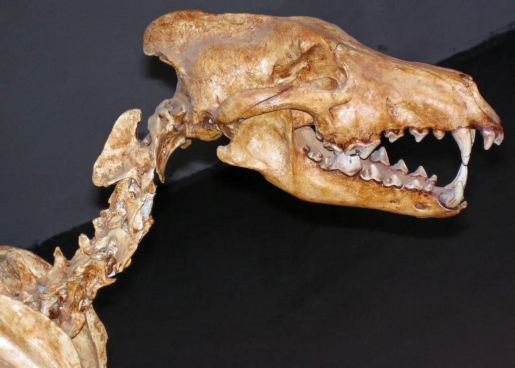 The Skull Built to Crush Bone (James St. John, Flickr, CC BY 2.0)