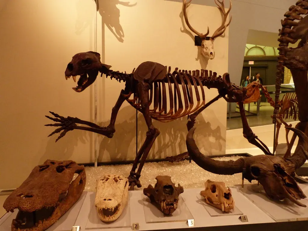 The Giant Short-Faced Bear Was Larger Than Modern Bears (Image Credits: Flickr)