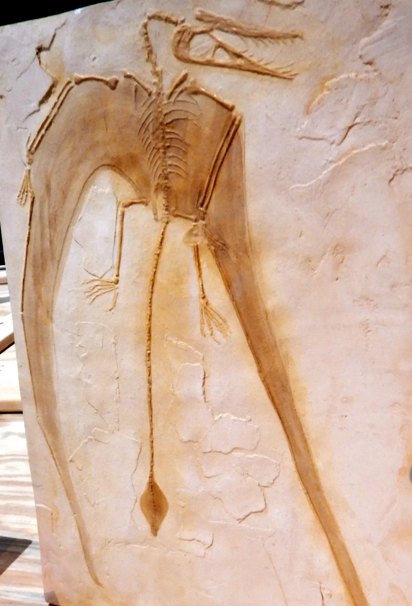 Morocco's Phosphate Mines Challenge Extinction Theories (Image Credits: Wikimedia)