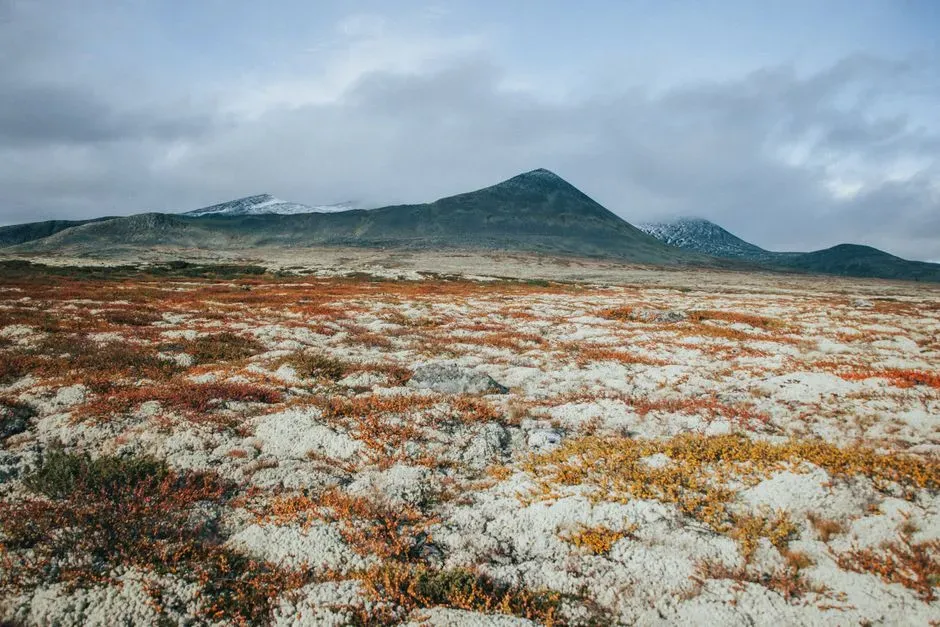 6. They Faced a Harsh, Cold, Yet Surprisingly Rich Environment (Image Credits: Pexels)