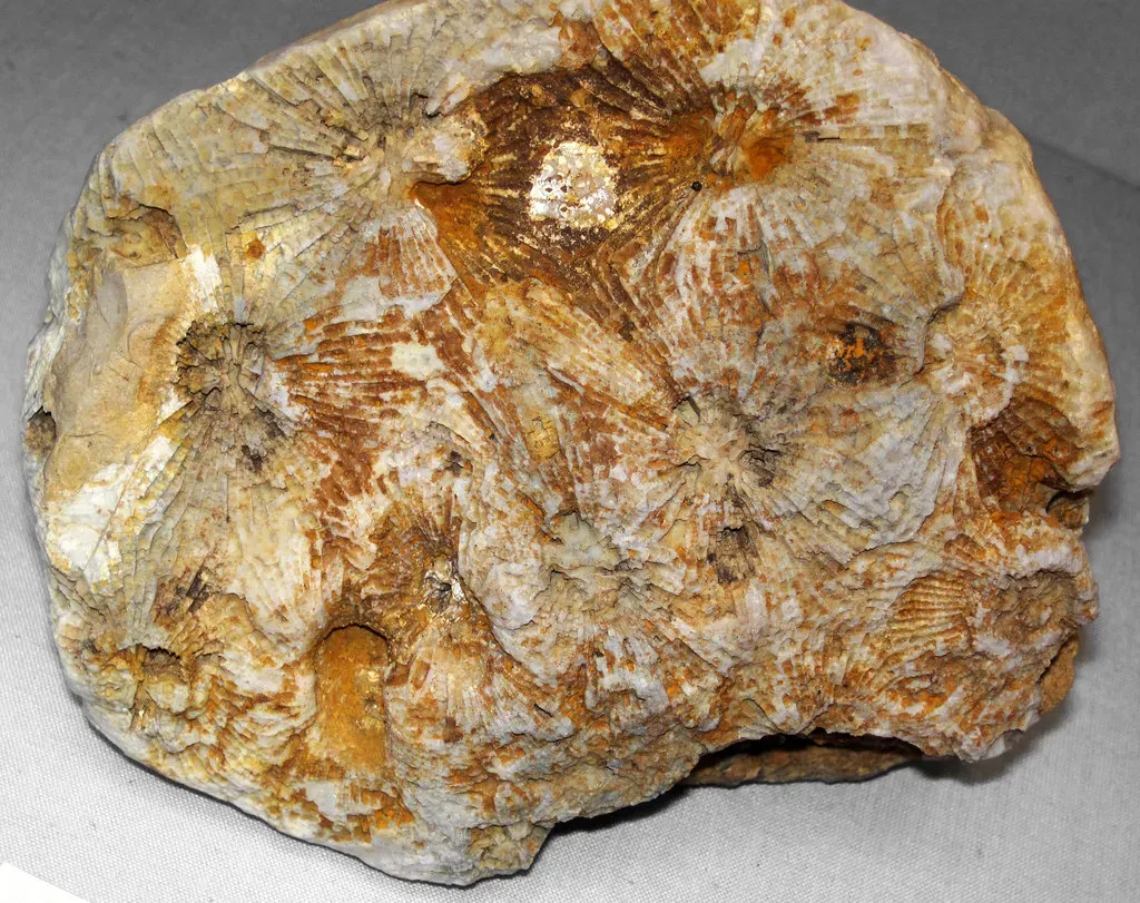The Oldest Fossils: Life's First Timestamps (James St. John, Flickr, CC BY 2.0)