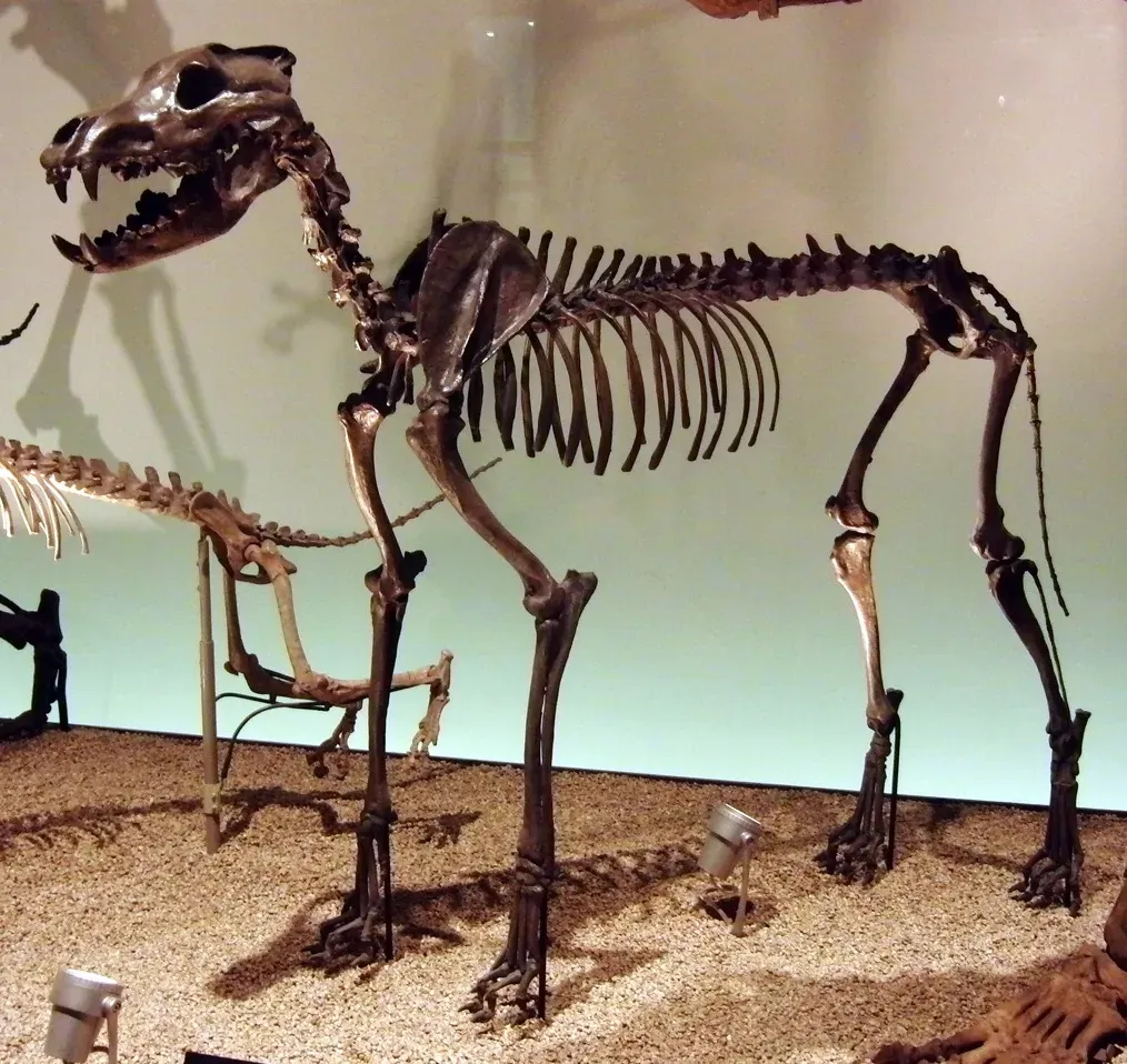 #2 - The Dire Wolf That Was Never Really a Wolf (By Momotarou2012, CC BY-SA 3.0)