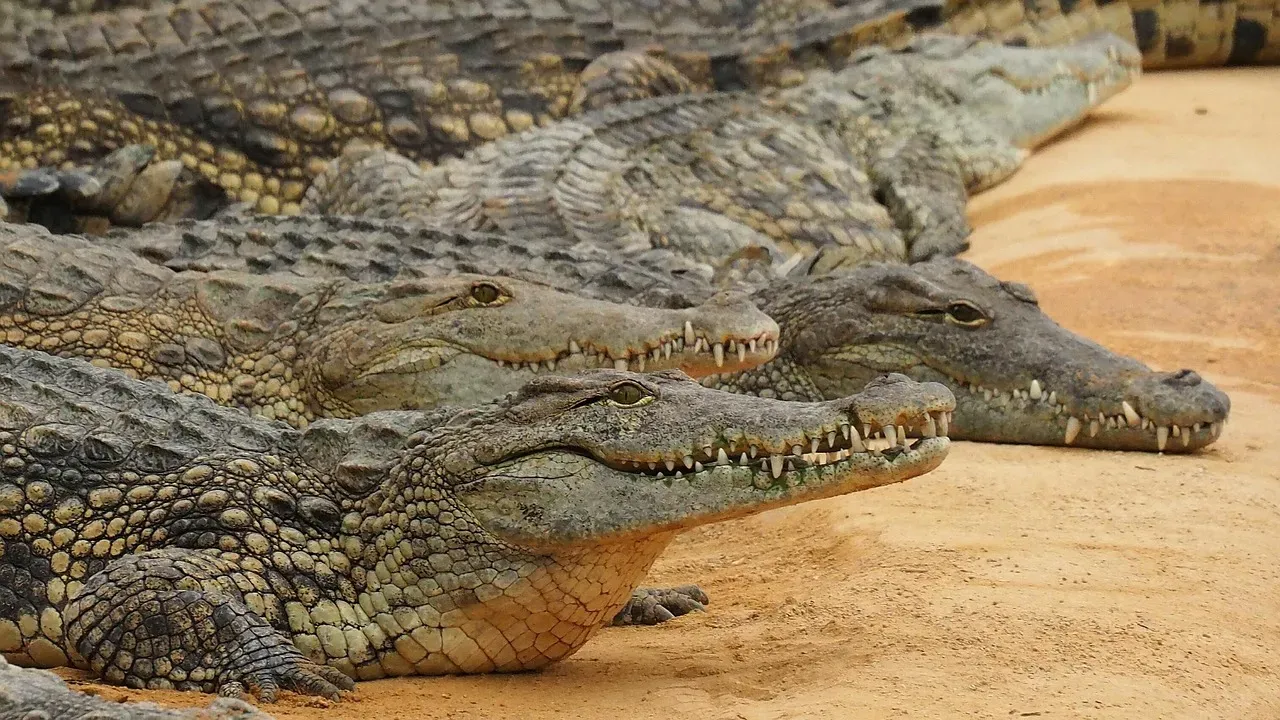 4. Crocodile: The Modern Echo Of Ancient Archosaurs (Image Credits: Pixabay)