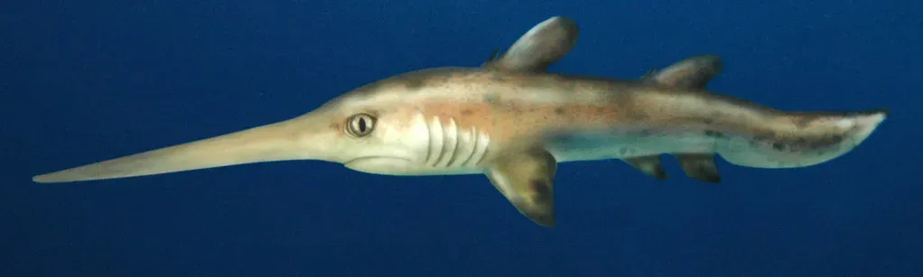 Bandringa: The Baby with the Giant Schnozz (Image Credits: Flickr)