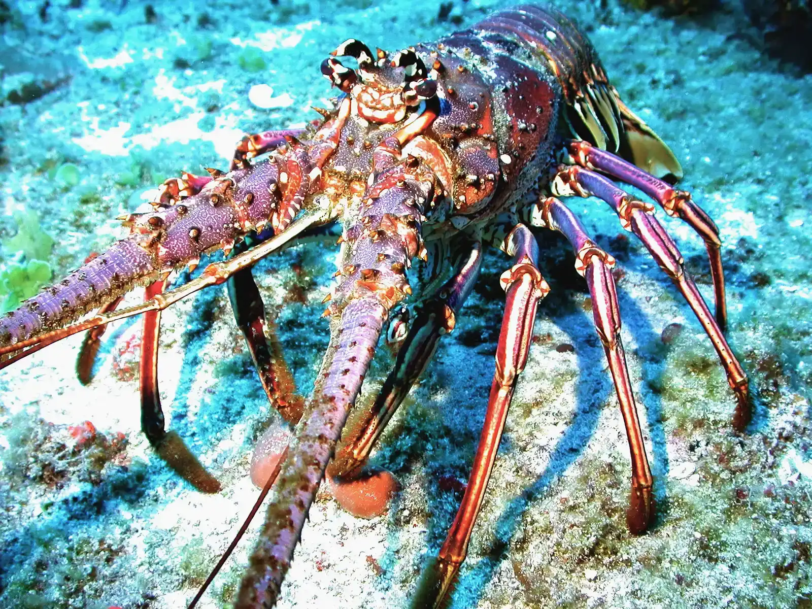7. Spiny Lobsters Marching in Single File Along Hidden Ocean Highways (By NOAA, Public domain)