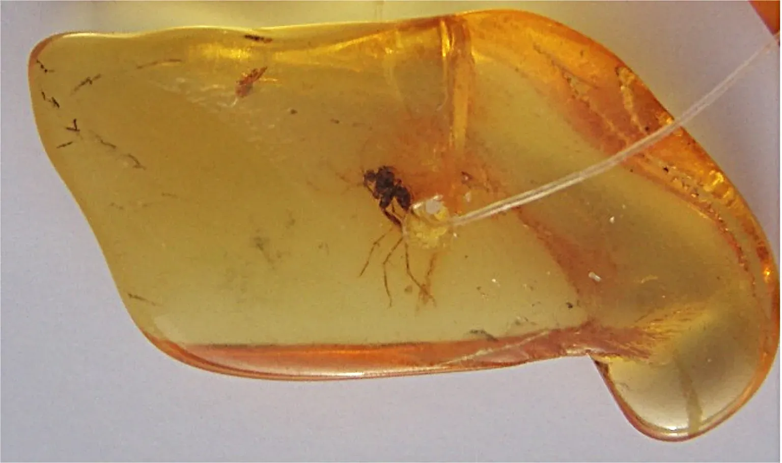 The Amber Trap: What You Were Told vs. What Science Actually Says (Image Credits: Wikimedia)