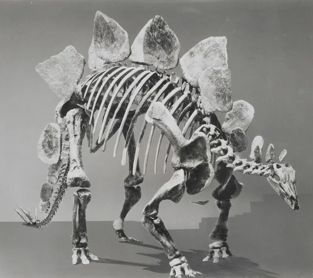 #1 - It Wasn't the Dumbest Dinosaur in History (Image Credits: Unsplash)