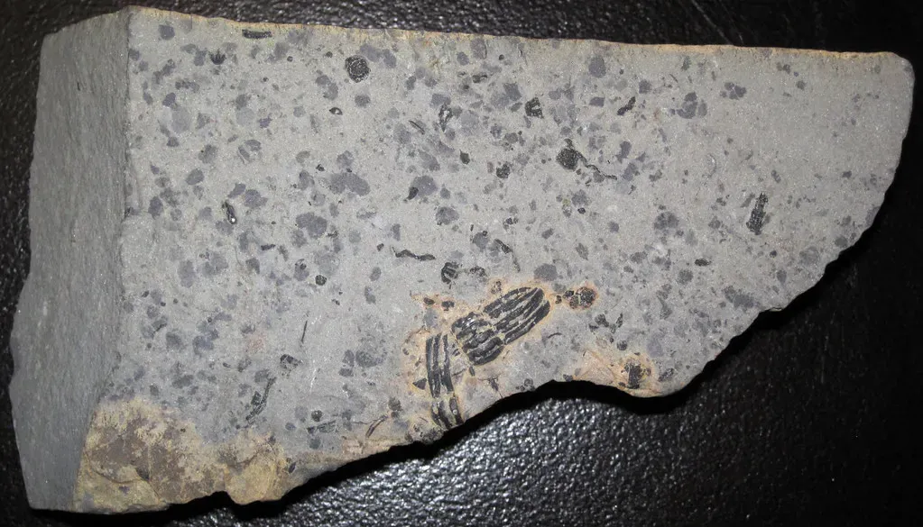 #9 - The Cambrian "Explosion" Wasn't Instant, and Microbes Rigged the Game First (James St. John, Flickr, CC BY 2.0)