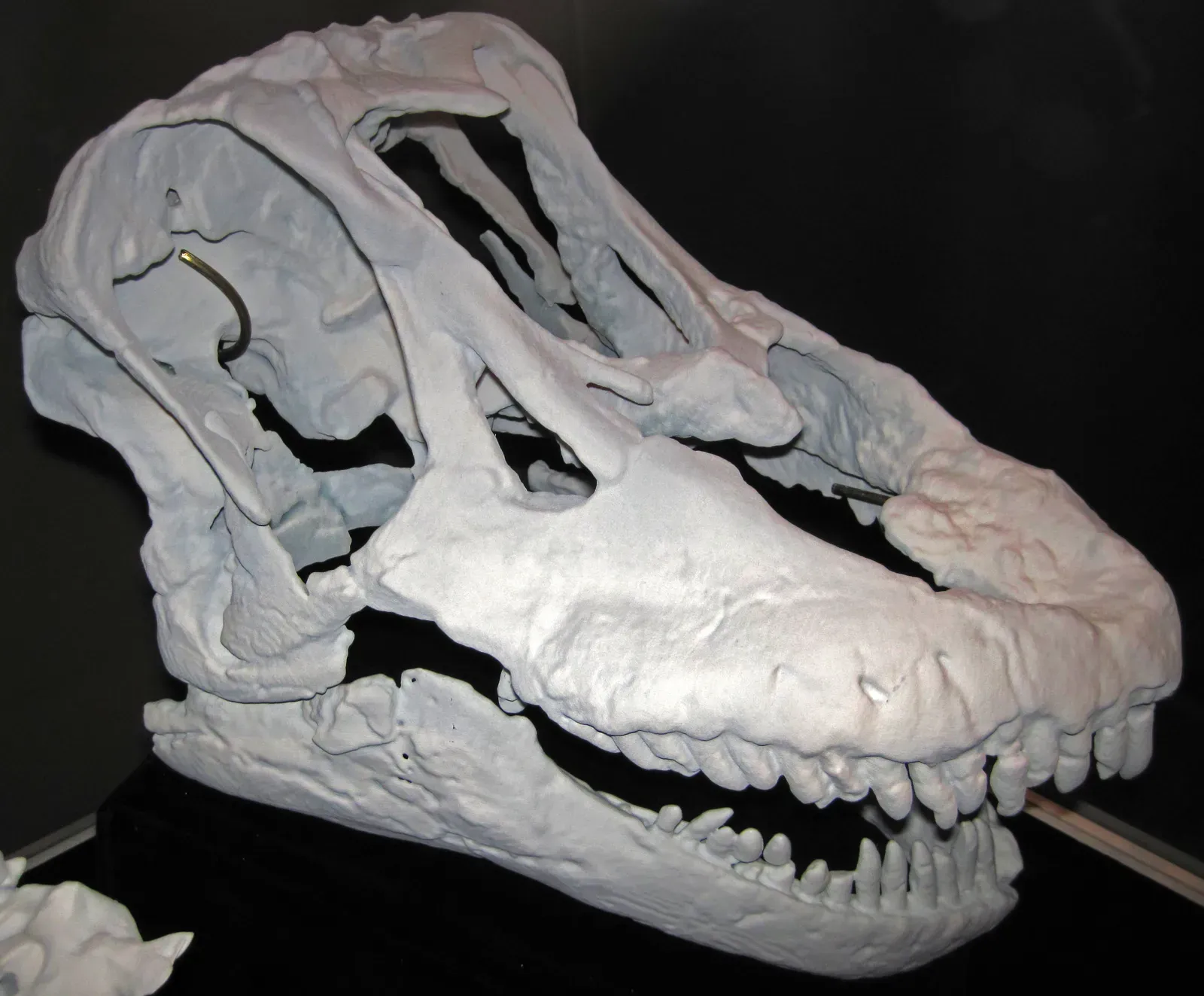 #12 - Australotitan cooperensis (Sarmientosaurus musacchioi (sauropod dinosaur) (Bajo Barreal Formation, Upper Cretaceous; Chubut Province, Patagonia, Argentina) 1, CC BY 2.0)