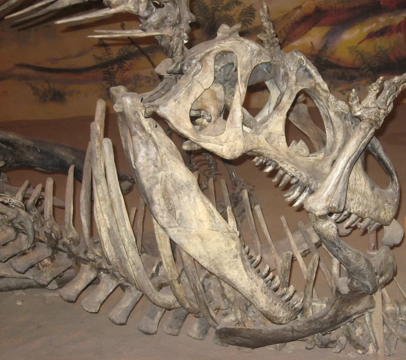 #5 - Named for Scraps While the Real Skeleton Waits in a Drawer (By SuperNewbiePro, CC BY-SA 3.0)