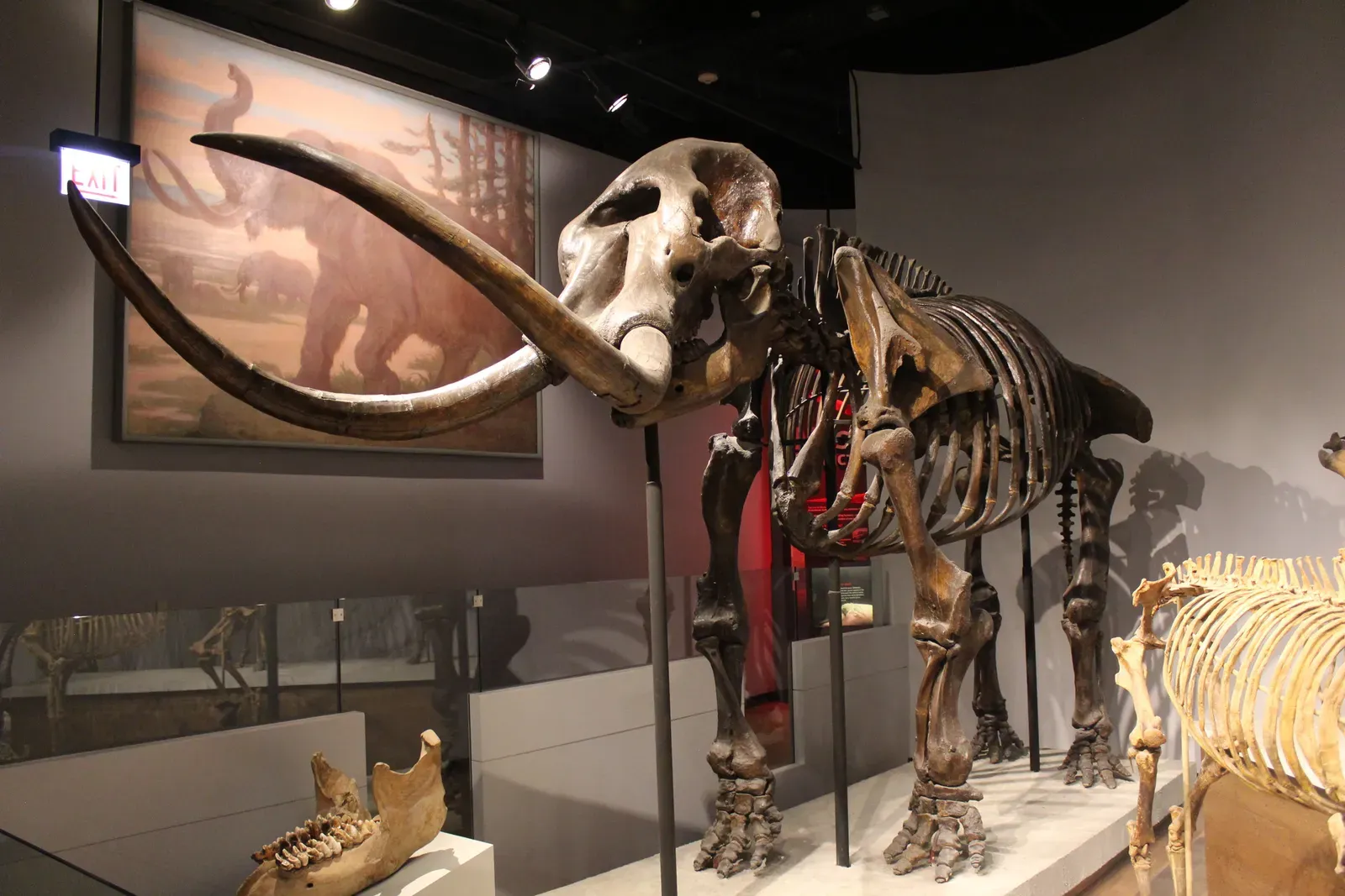 #12 - America's First Mounted Skeleton Was Already a Patchwork (By Jonathan Chen, CC BY-SA 4.0)
