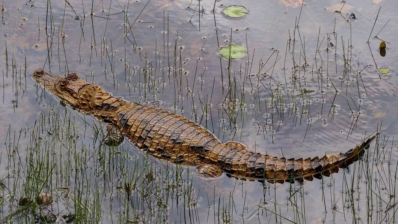 Not All Life Died, and That Survival Is Its Own Mystery (Image Credits: Pixabay)