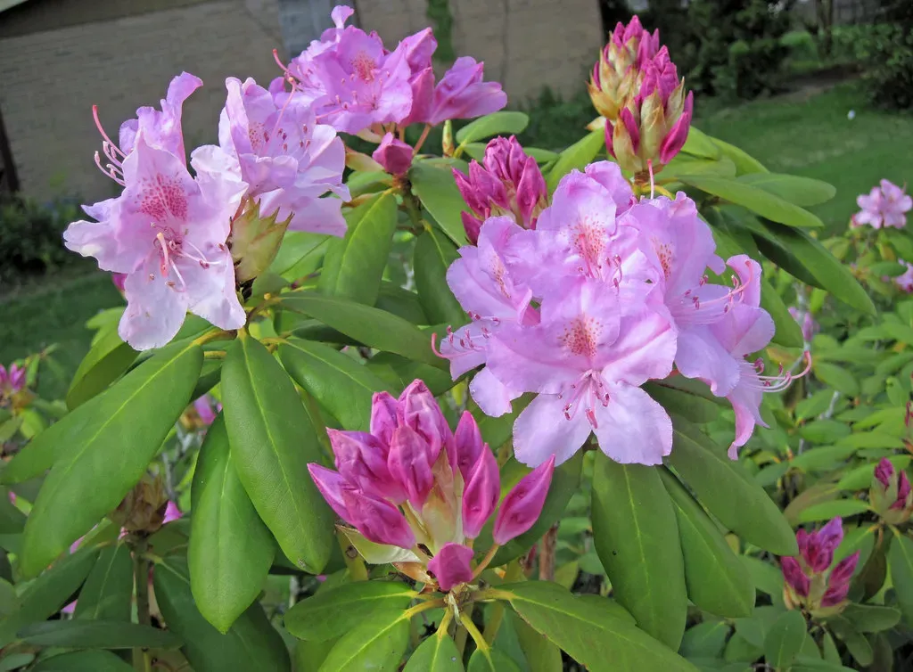 The Flowering Plant Revolution: A Late Cretaceous Game-Changer (Image Credits: Flickr)