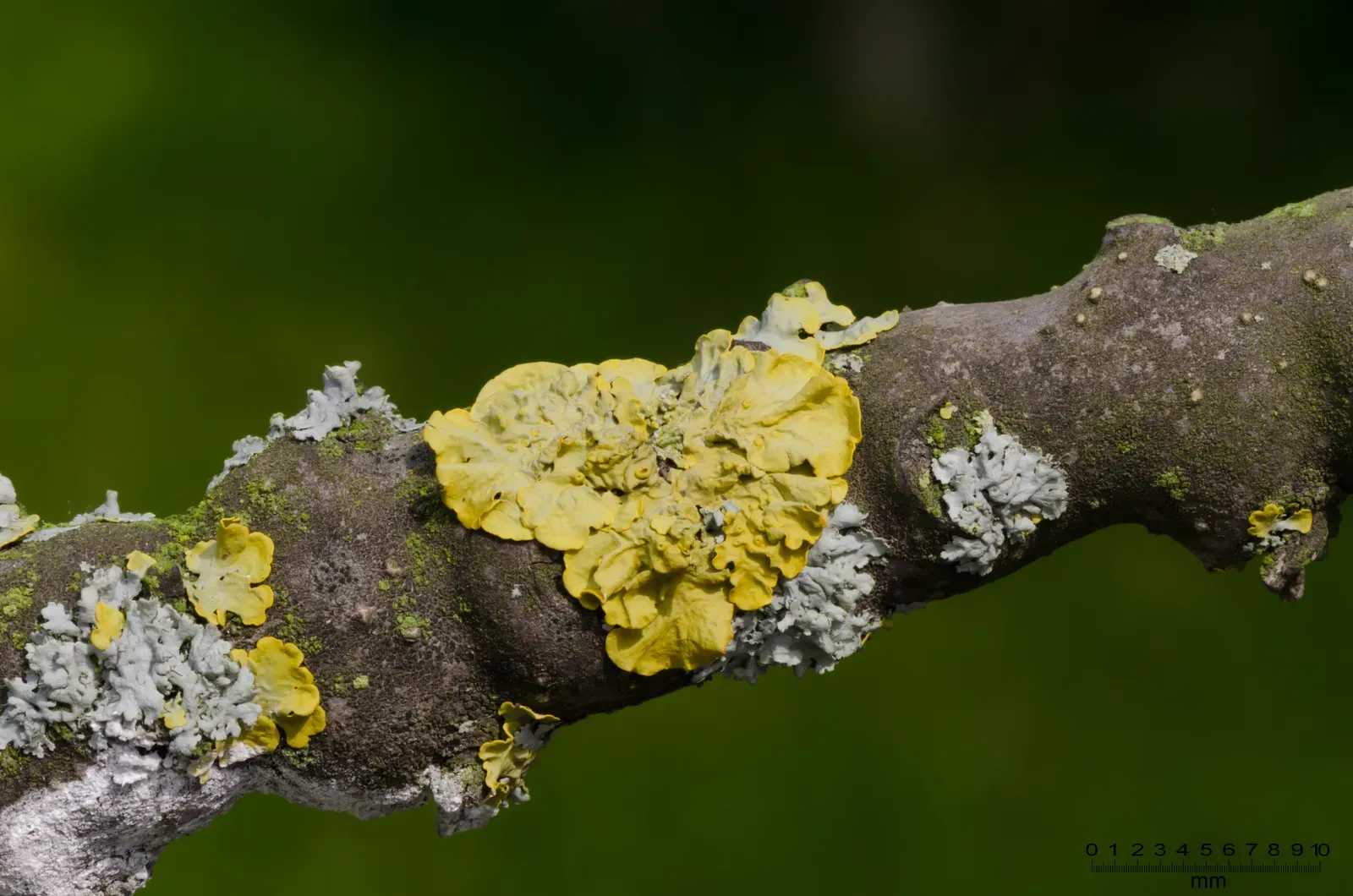#3: Algae and Cyanobacteria – Invisible Paint on the Bark Canvas (By Norbert Nagel, CC BY-SA 3.0)