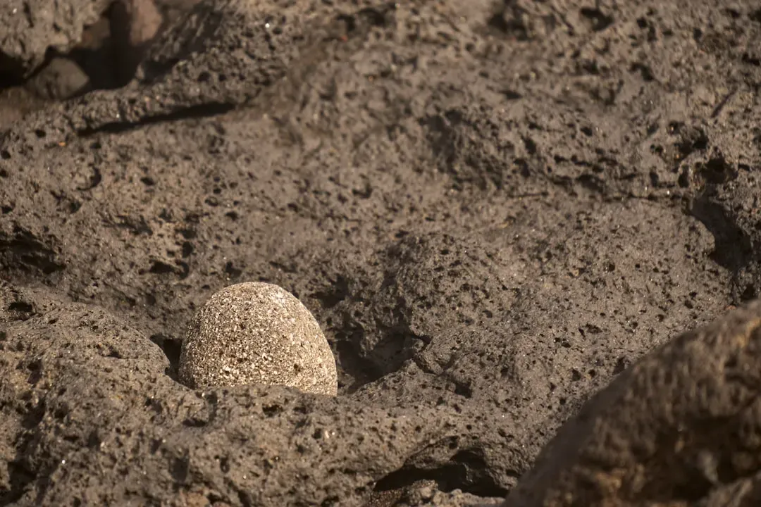 Burrows, Eggs, and Babies: Different Strategies for Staying Alive (Image Credits: Unsplash)