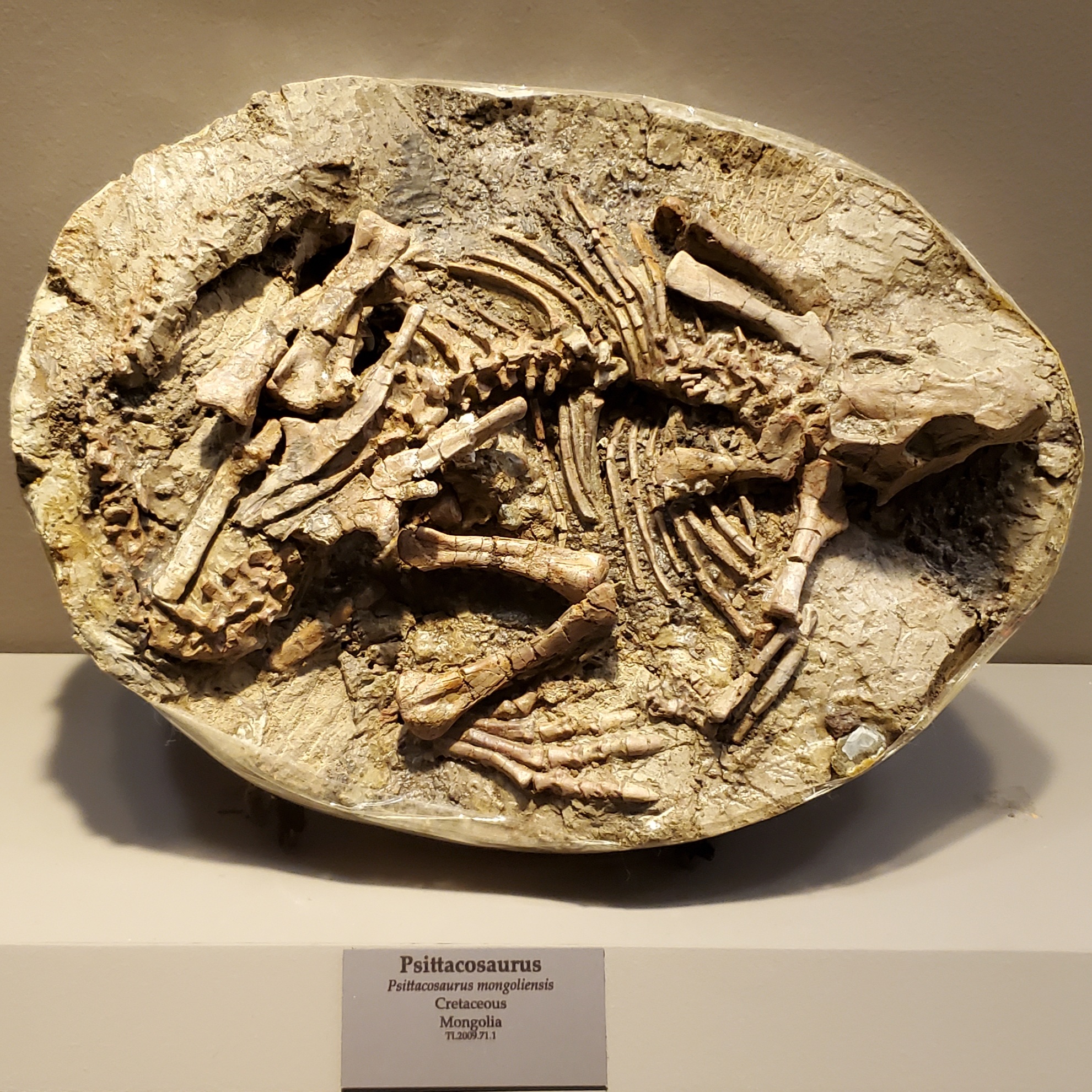 The Discovery That Shocked Scientists (Image Credits: Wikimedia)