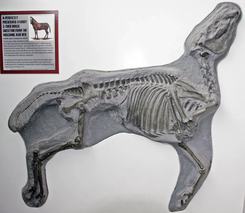 What Multi-Toed Horses Teach Us About Evolution in Real Time (James St. John, Flickr, CC BY 2.0)