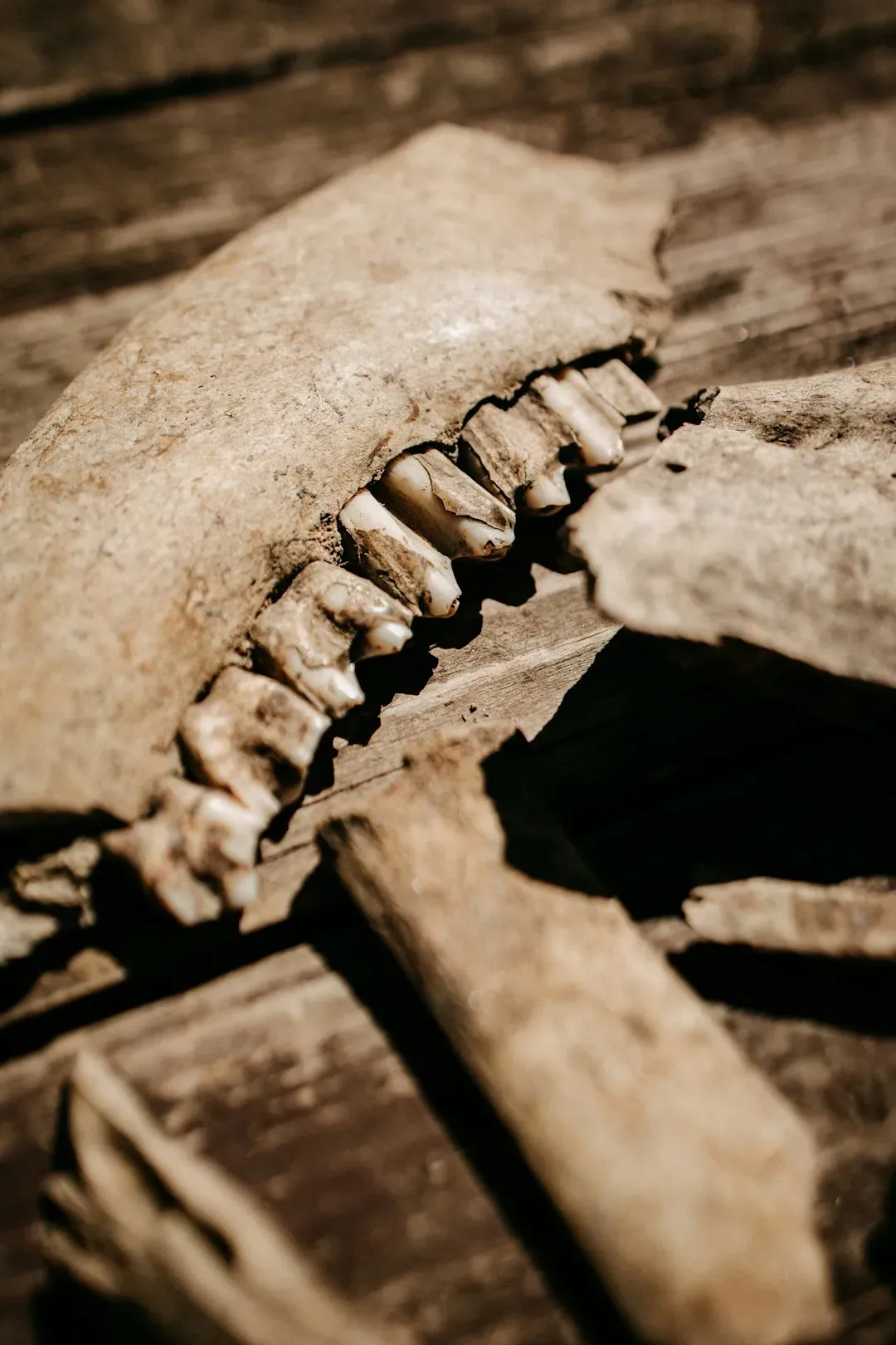 7. Misliya-1 and the Early Steps Out of Africa (Image Credits: Unsplash)