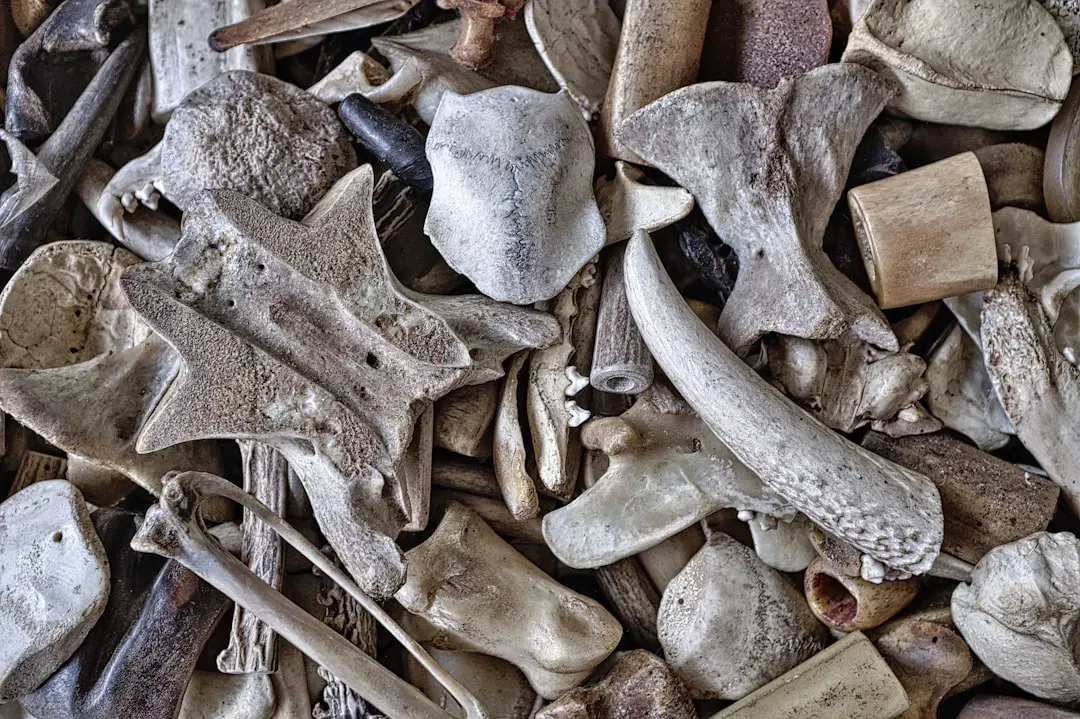 Are We Truly in a Sixth Mass Extinction Yet? (Image Credits: Unsplash)