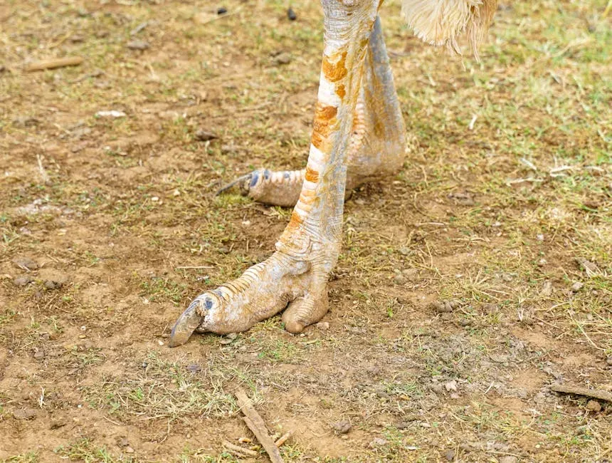 How You Can “Read” The Dinosaur In Any Bird You See (Image Credits: Pexels)