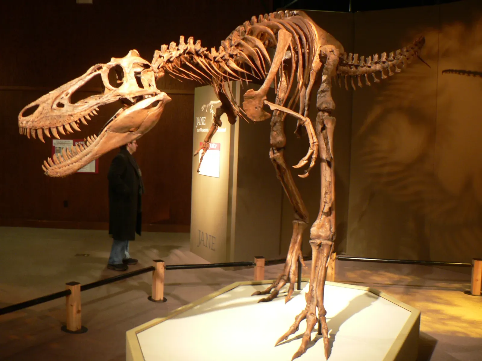 A Tiny Tyrannosaur That Was Never Just a Teenager (Image Credits: Wikimedia)