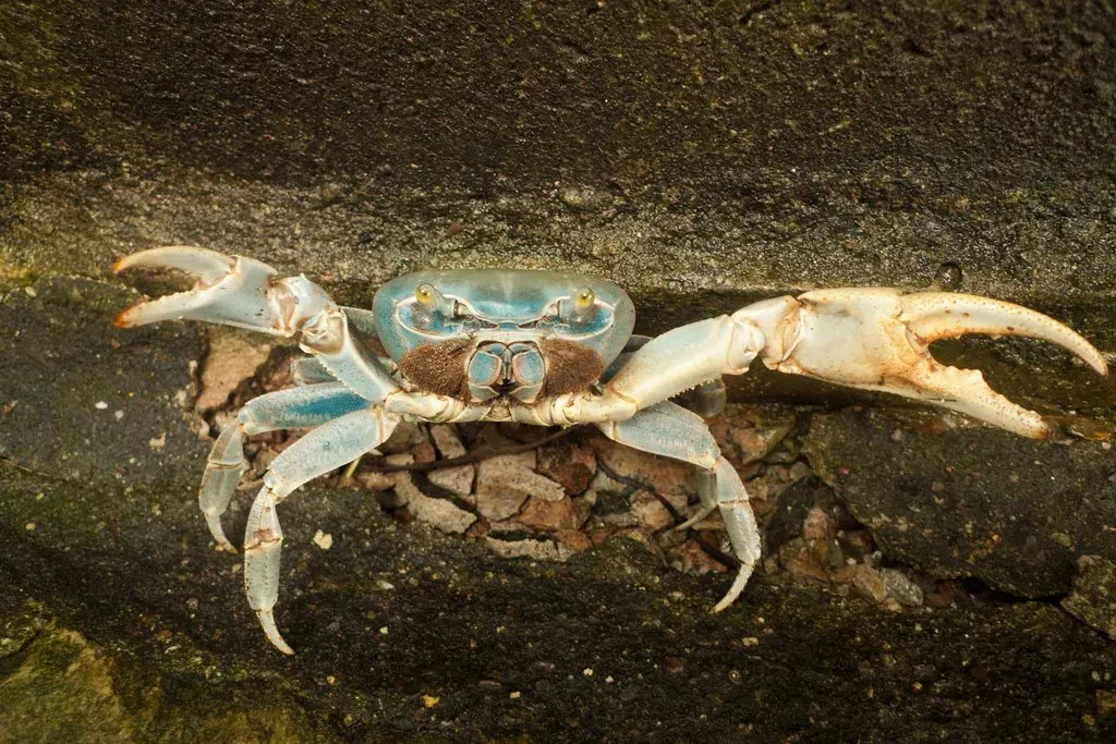 Cancer – The Smothering Crab (northways, Flickr, CC BY 2.0)